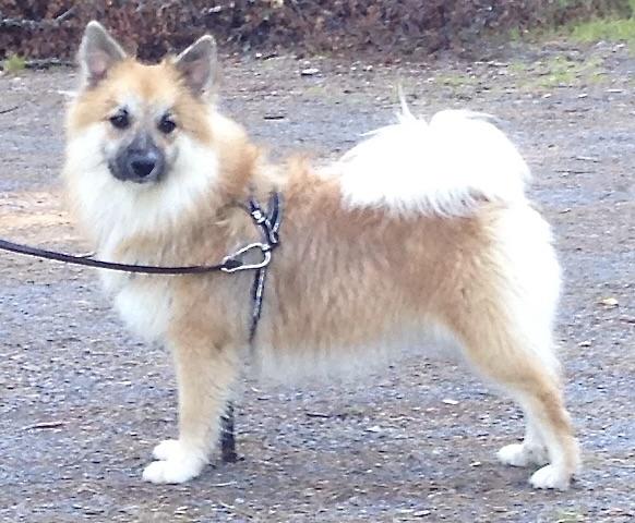 Möllekullas Blida | Icelandic Sheepdog 