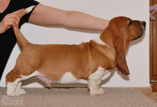 NewDown Bassets Urban Samurai | Basset Hound 