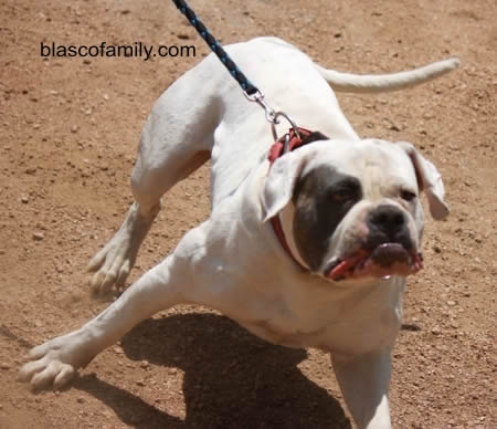 Blasco's Doc Holliday | American Bulldog 