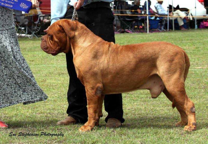 Rozeldogue Modauam | Dogue de Bordeaux 