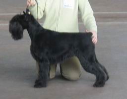 Meingret Annet Vestfalia | Standard Schnauzer 