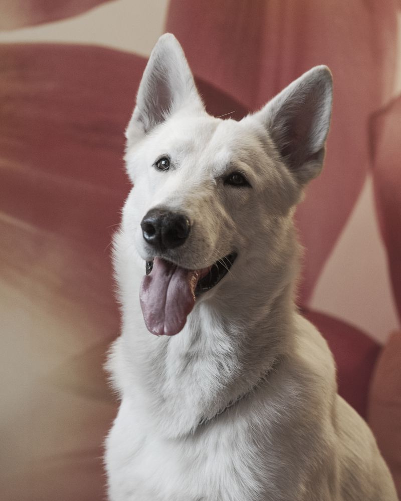 Caro Argus INCREDIBLE DOG | White Swiss Shepherd Dog 