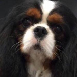 BOATSWAIN LEE EVANS | Cavalier King Charles Spaniel 