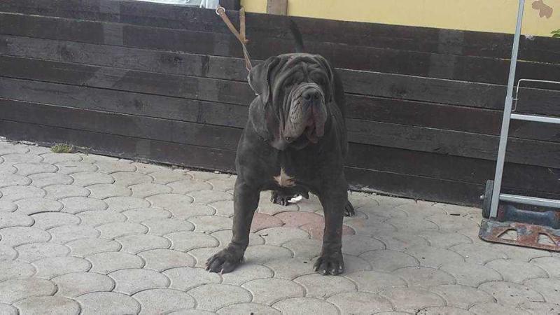 DORA DELLA RUPE | Neapolitan Mastiff 