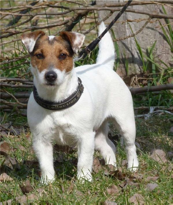 Ice T Del Cavaliere Nero | Jack Russell Terrier 