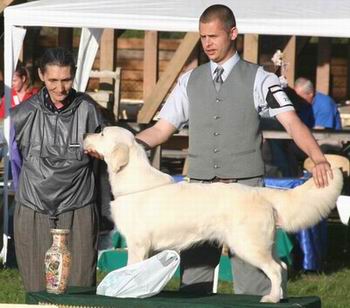 Sundance Golden's Nora | Golden Retriever 