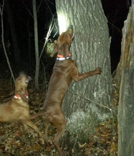 Crazy Mountain Big Hunk Joe | Redbone Coonhound 