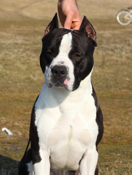 RevolutionStaff Cardinal | American Staffordshire Terrier 