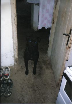 KEZIC'S REX | American Pit Bull Terrier 