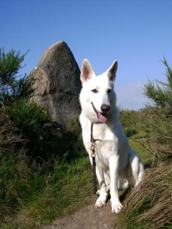 Vestjydsk Borris | White Swiss Shepherd Dog 