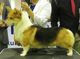 Zephyr Fantasy Auron | Pembroke Welsh Corgi 
