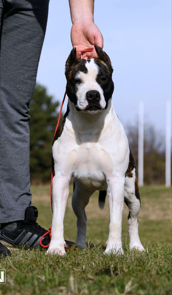 JC Ring Angels Glory | American Staffordshire Terrier 