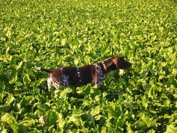 Ardie de la Haille au Loup | German Shorthaired Pointer 