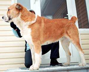 DARSTAN MAGUL MRGERI | Central Asian Shepherd Dog 