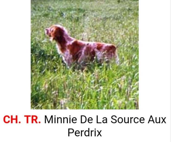 MINNIE de la sources aux perdrix | Brittany 