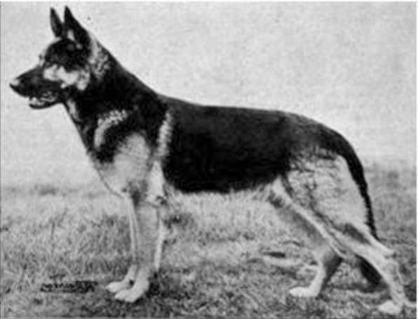 Watzer von Bad Melle | German Shepherd Dog 