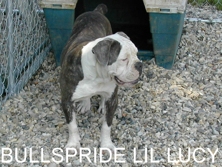 Bullspride Lil Lucy | Olde English Bulldogge 