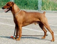 Ceriinan RENE | German Pinscher 