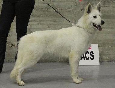 fever du bois des ternes | White Swiss Shepherd Dog 