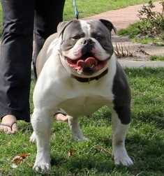 Bullforce's Silver | Olde English Bulldogge 