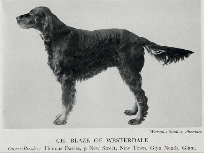 Blaze of Westerdale | Gordon Setter 