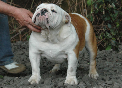 BE CLEVER VON DER ALTEN VESTE | Olde English Bulldogge 