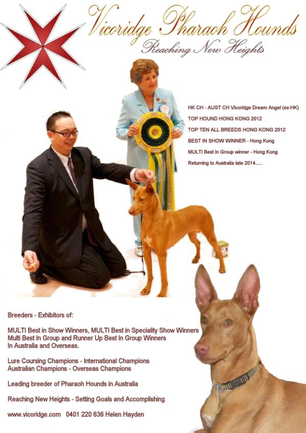 vicoridge dream angel | Pharaoh Hound 