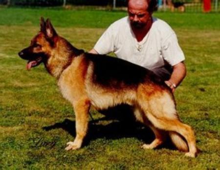 Saphier von Bad-Boll | German Shepherd Dog 