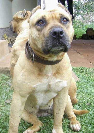 Aces High China Girl | American Staffordshire Terrier 