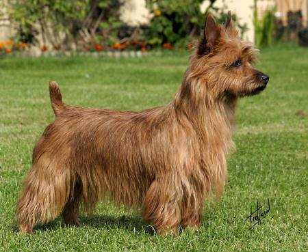 Millvalley Red Rufus | Australian Terrier 