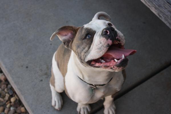 A Perfect Pet's Violet | Olde English Bulldogge 