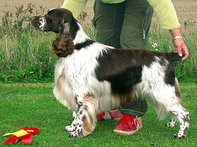 Calvdale Partners In Crime | English Springer Spaniel 