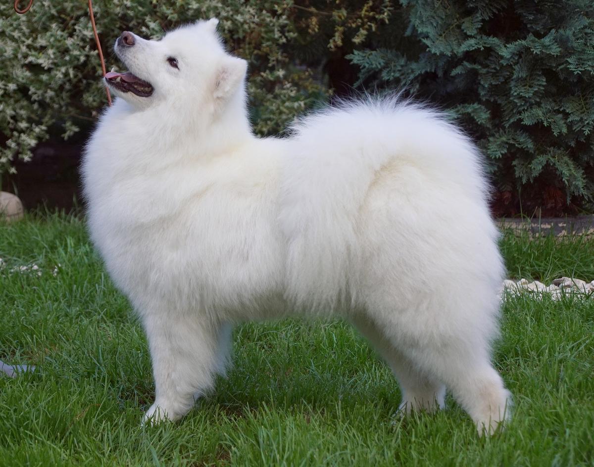 Radost Zhizni HAPPIENES IS MAY NAME | Samoyed 