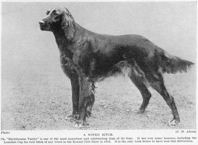 Hartsbourne Vanity | Irish Setter 