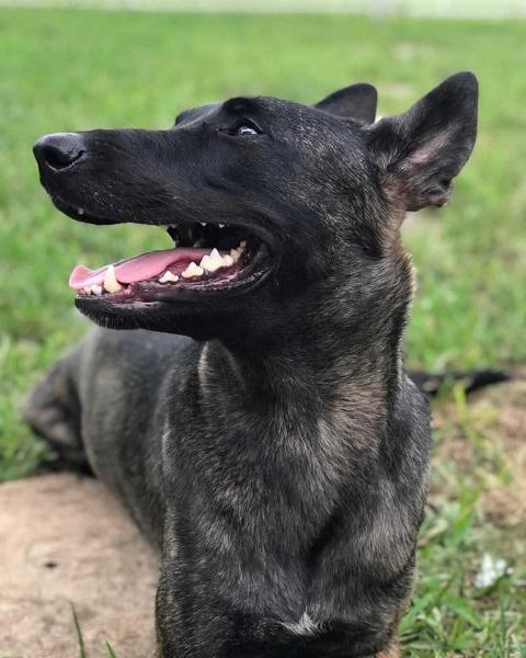 Ozz's Cestus | Dutch Shepherd 