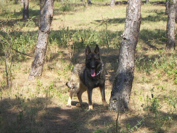Calypso aus dem schessburg | German Shepherd Dog 