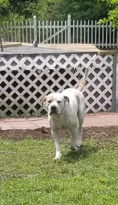 Heisenberg Taco | American Bulldog 