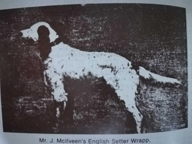 WRAPP | English Setter 