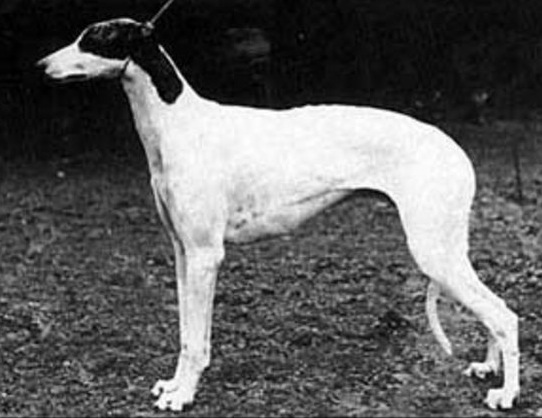 Padneyhill Prince Charming | Greyhound 