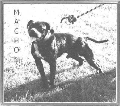 Aries Kennel Macho | American Pit Bull Terrier 