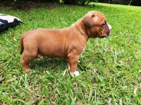 Khal Drogo D´Kony | American Staffordshire Terrier 