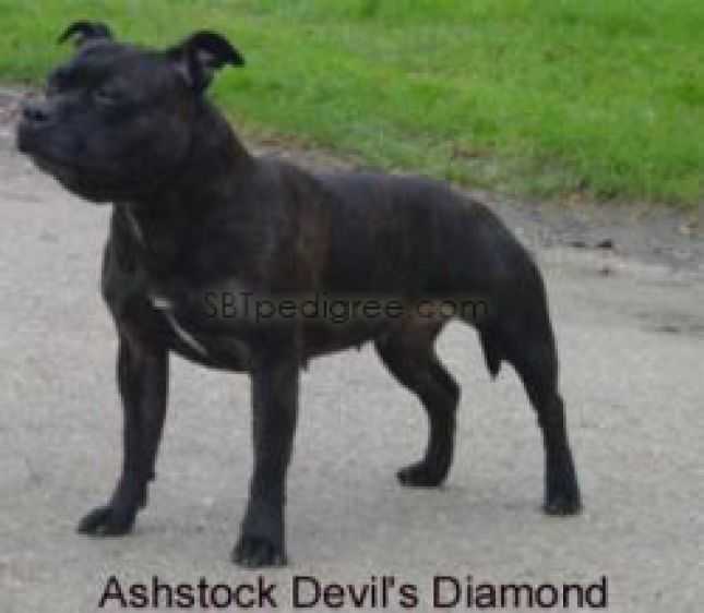 Ashstock Devils Diamond | Staffordshire Bull Terrier 