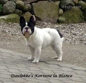 DAULÖKKE'S KORINNE LA BLANCE | French Bulldog 