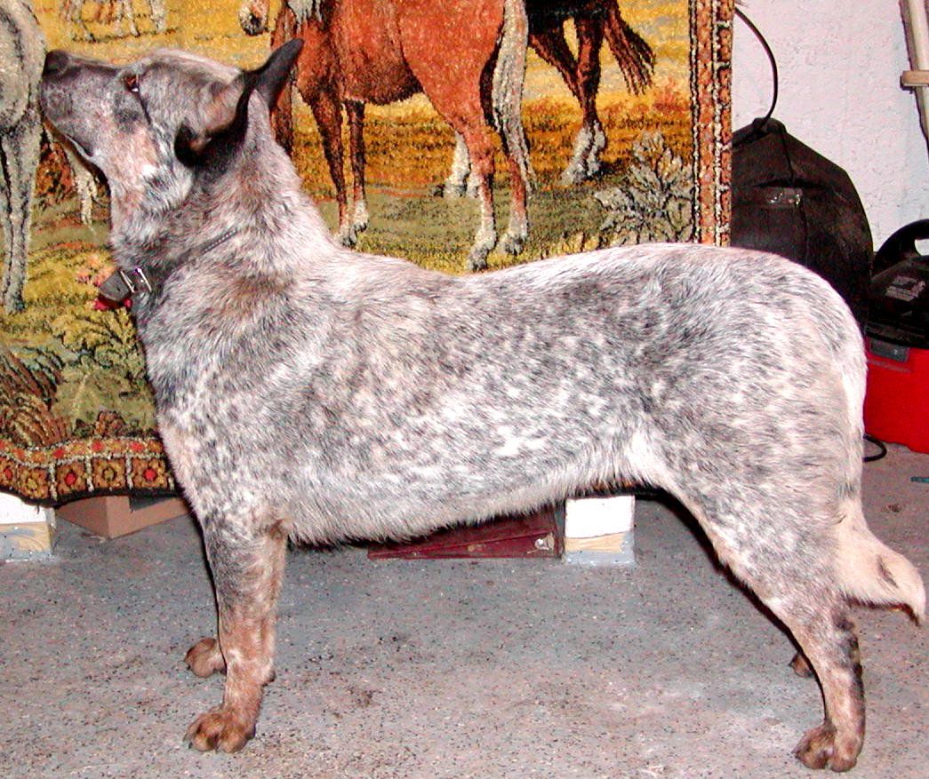 Lakota McKays Jones Blu Bblgum | Australian Cattle Dog 