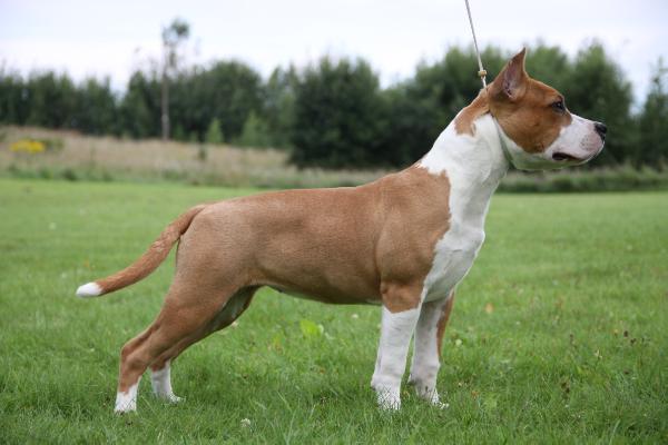 PARIS Tipit Z Hanky | American Staffordshire Terrier 