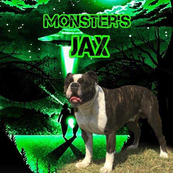 Monster's Jax | Olde English Bulldogge 