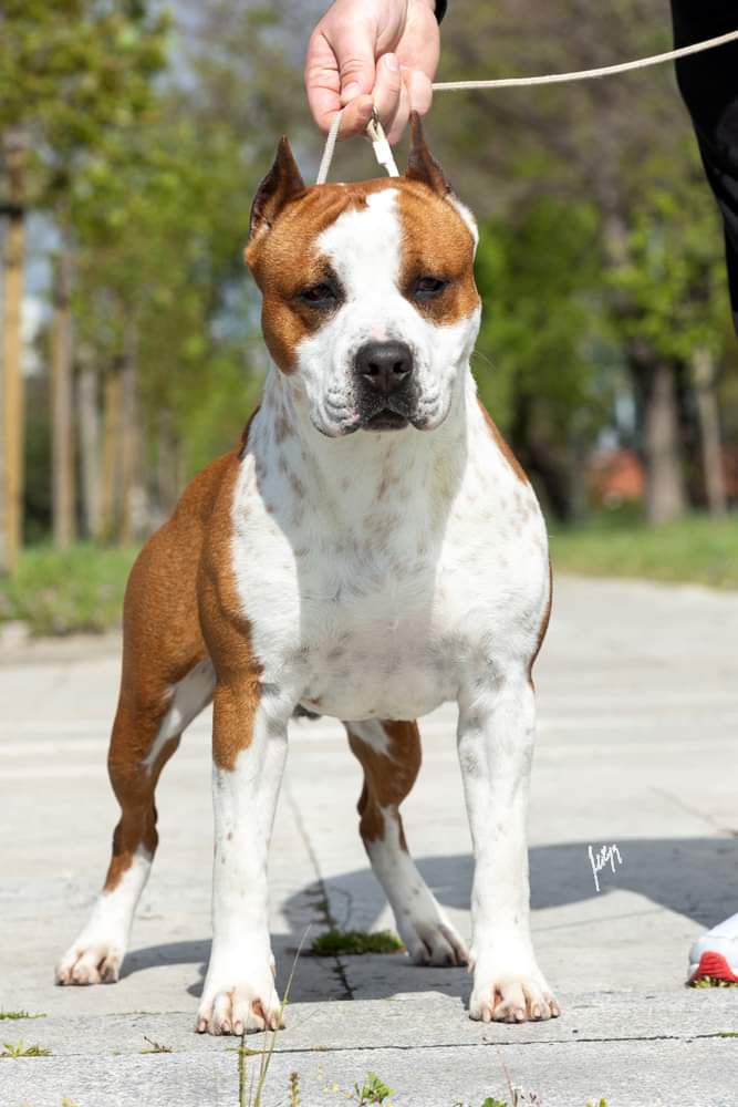 Hummer Elite Team of Gaster | American Staffordshire Terrier 