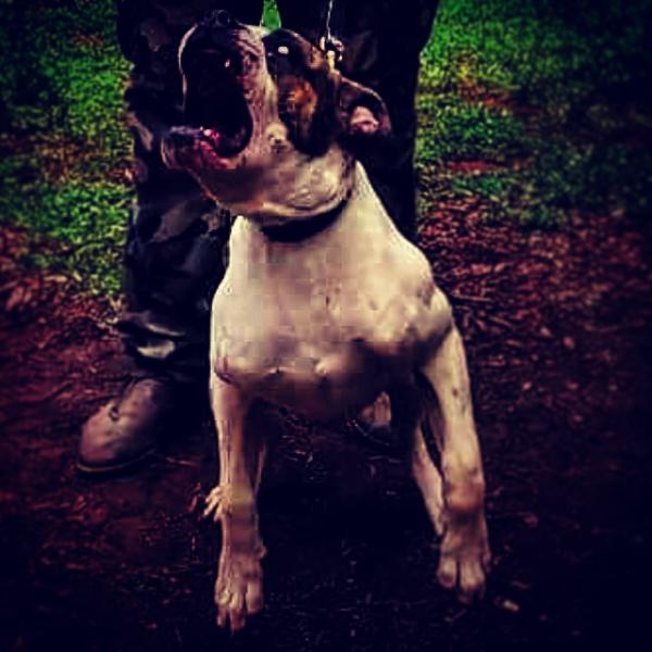 Game Changer's Bo of Showtime | American Bulldog 