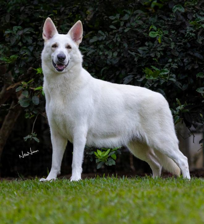 ZANNA JARDIM DE ALDEIA DAS DUNAS BRANCAS | White Swiss Shepherd Dog 