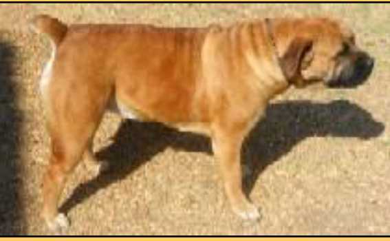 Karoba Folake | African Boerboel 